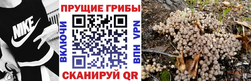 Галлюциногенные грибы MAGIC MUSHROOMS  купить наркоту  Луза 